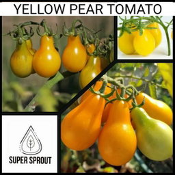 🍅YELLOW PEAR TOMATOES🍅  x 10 seeds