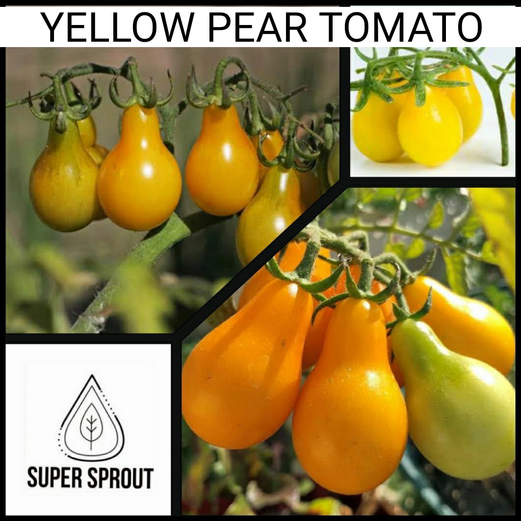 🍅YELLOW PEAR TOMATOES🍅  x 10 seeds_3