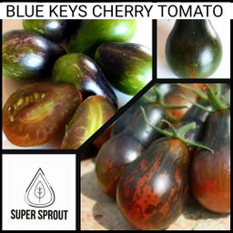 🍅BLUE KEYES TOMATO🍅 x 10 seeds