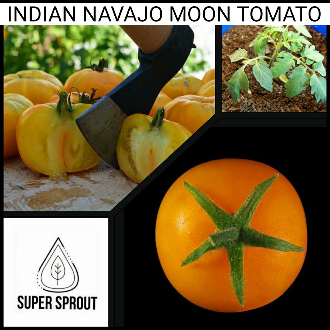 🍅INDIAN NAVAJO MOON🍅  x 15+ seeds_2