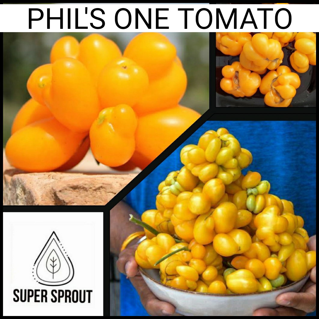 🍅PHIL'S ONE TOMATO 🍅 x 10+ seeds_4