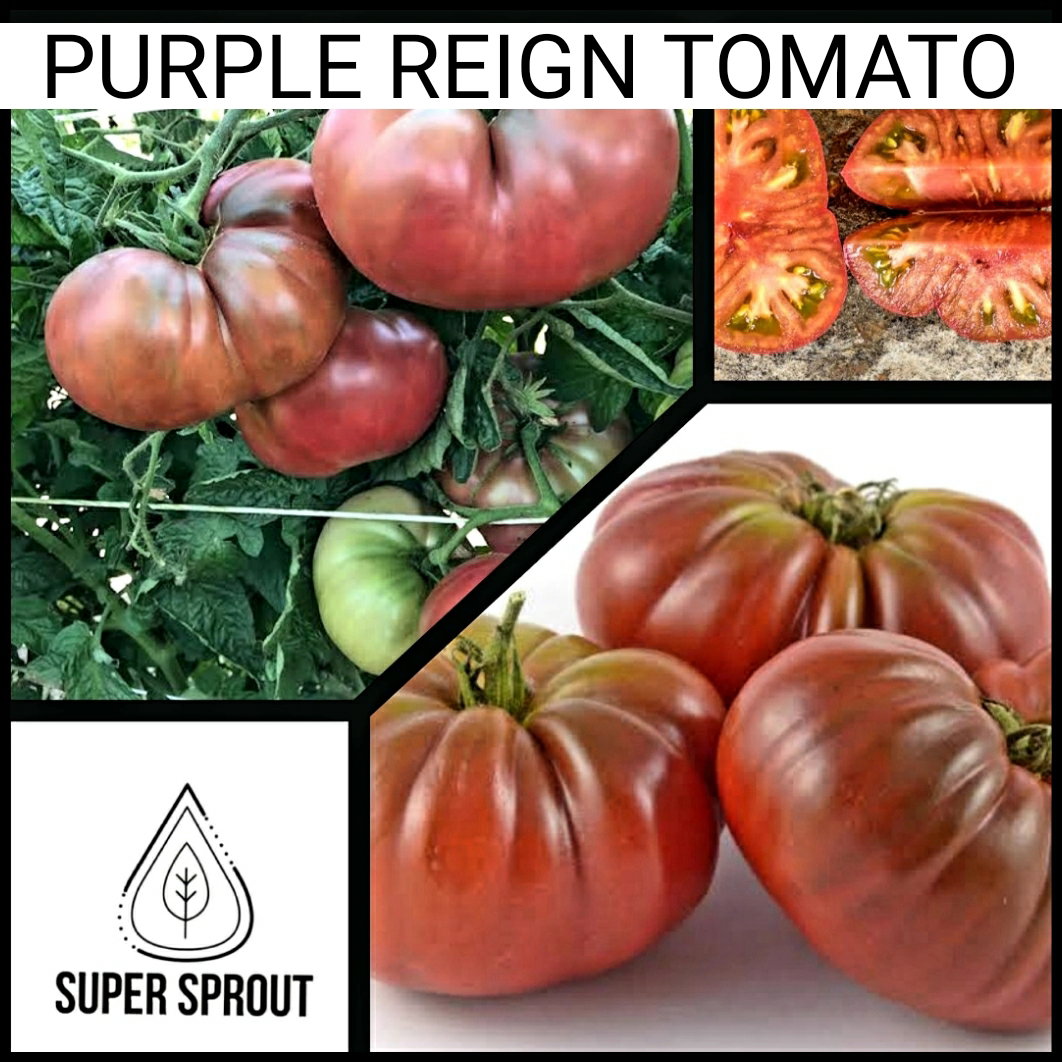 🍅PURPLE REIGN TOMATO 🍅 x 15+ seeds_3