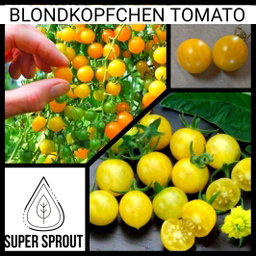 🍅BLONDKOPFCHEN TOMATO🍅  x  15 organic seeds