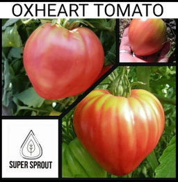 🍅OX HEART TOMATOES🍅 x 10+ seeds