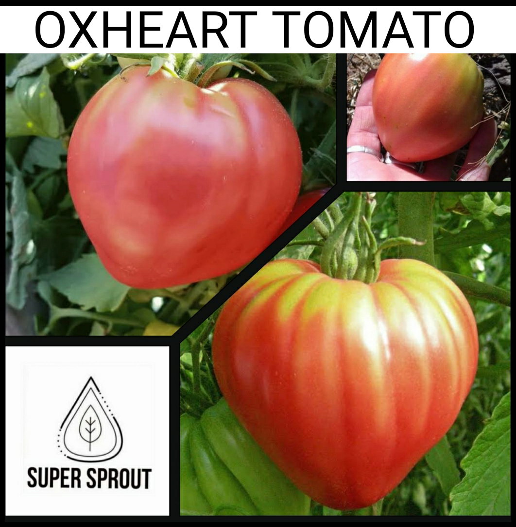 🍅OX HEART TOMATOES🍅 x 10+ seeds_1