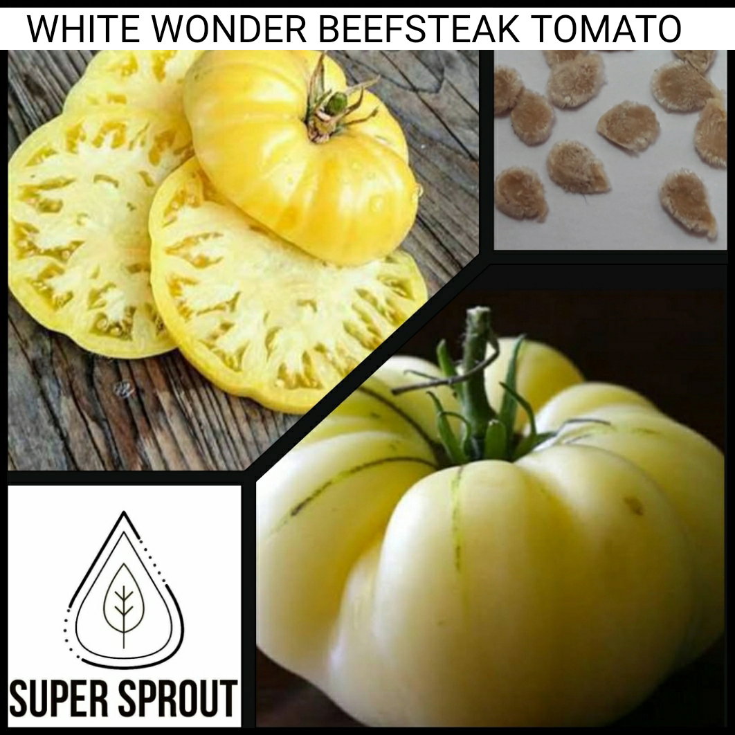🍅WHITE WONDER/GREAT WHITE BEEFSTEAK TOMATO🍅 x 10 seeds_4