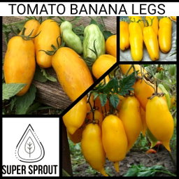🍅TOMATO BANANA LEGS🍅 x 15+ organic seeds