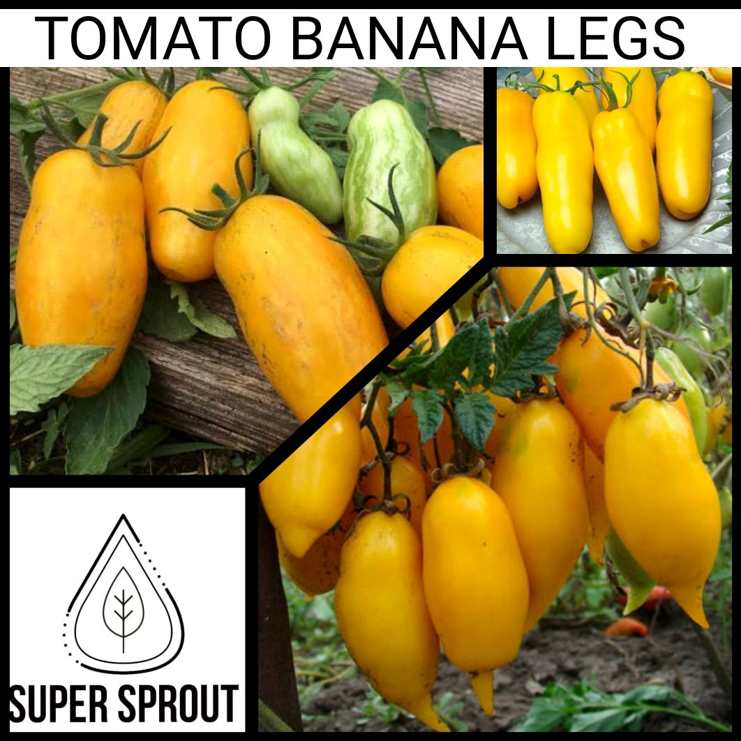 🍅TOMATO BANANA LEGS🍅 x 15+ organic seeds_4