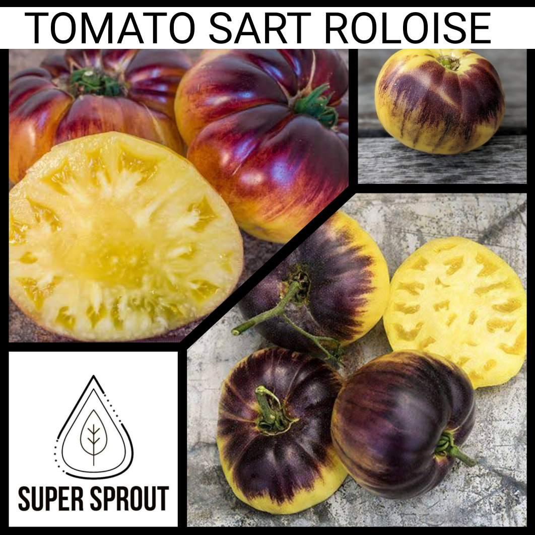 🍅SART ROLOISE TOMATO🍅 x 10 organic seeds_3