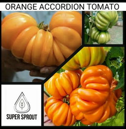 🍅ORANGE ACCORDION TOMATO🍅 x 10 organic seeds