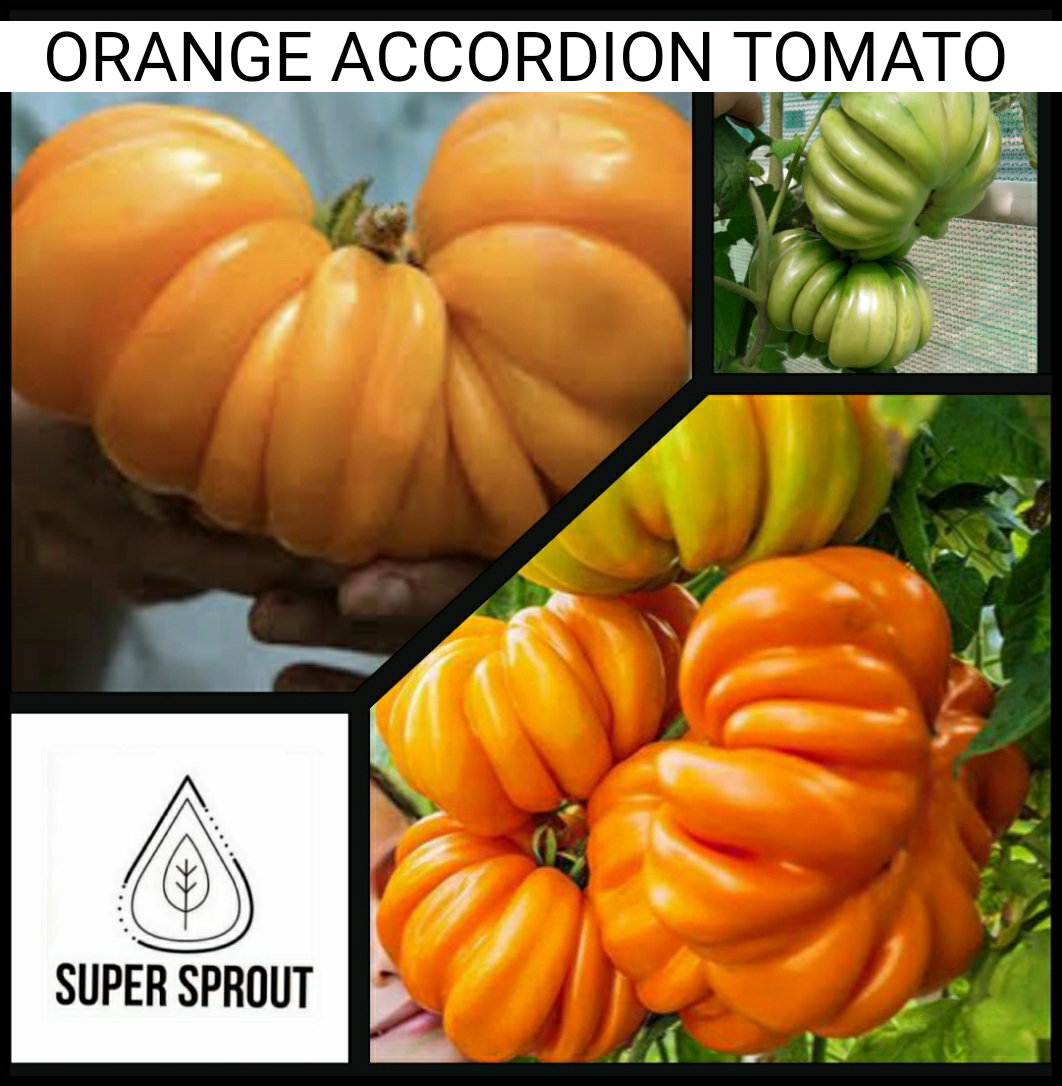 🍅ORANGE ACCORDION TOMATO🍅 x 10 organic seeds_5