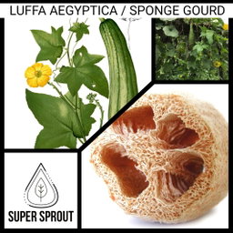 LUFFA AEGYPTICA x 5 seeds