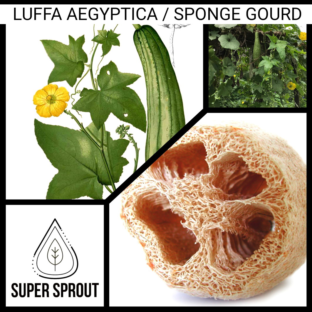 LUFFA AEGYPTICA x 5 seeds_1