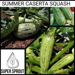 🥒CASERTA ZUCCHINI0🥒 x 10 seeds