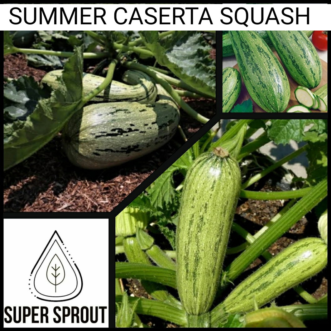 🥒CASERTA ZUCCHINI0🥒 x 10 seeds_2