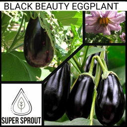 🍆BLACK BEAUTY EGGPLANT🍆 x 25+ seeds