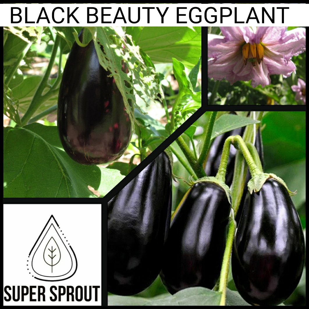🍆BLACK BEAUTY EGGPLANT🍆 x 25+ seeds_1