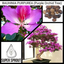 BAUHINIA PURPUREA (Purple Orchid Tree) x 10 seeds