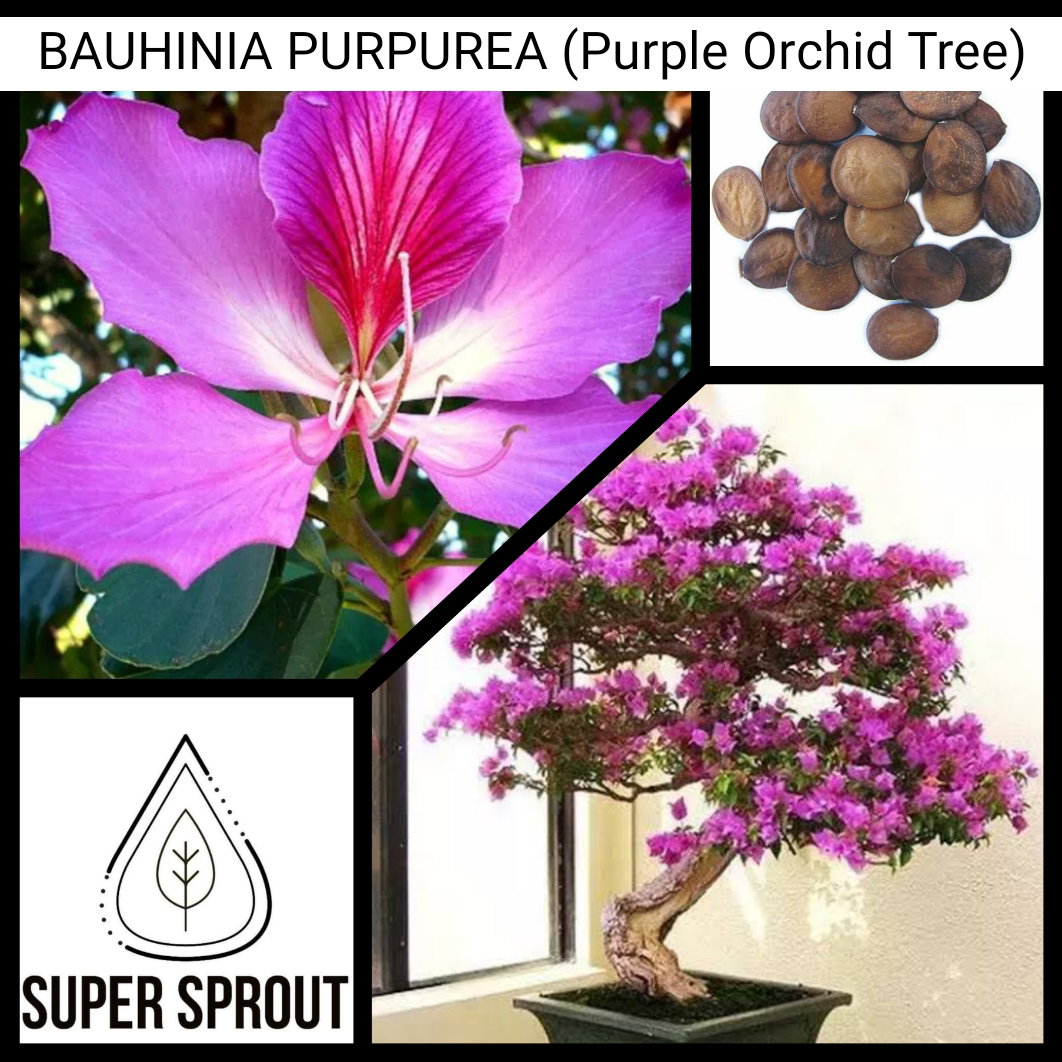 BAUHINIA PURPUREA (Purple Orchid Tree) x 10 seeds_2