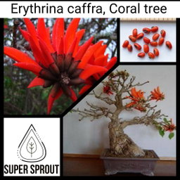 🌳CORAL TREE🌳 x 5 seeds