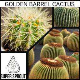 🌵GOLDEN BARREL CACTUS🌵 x 25+ seeds