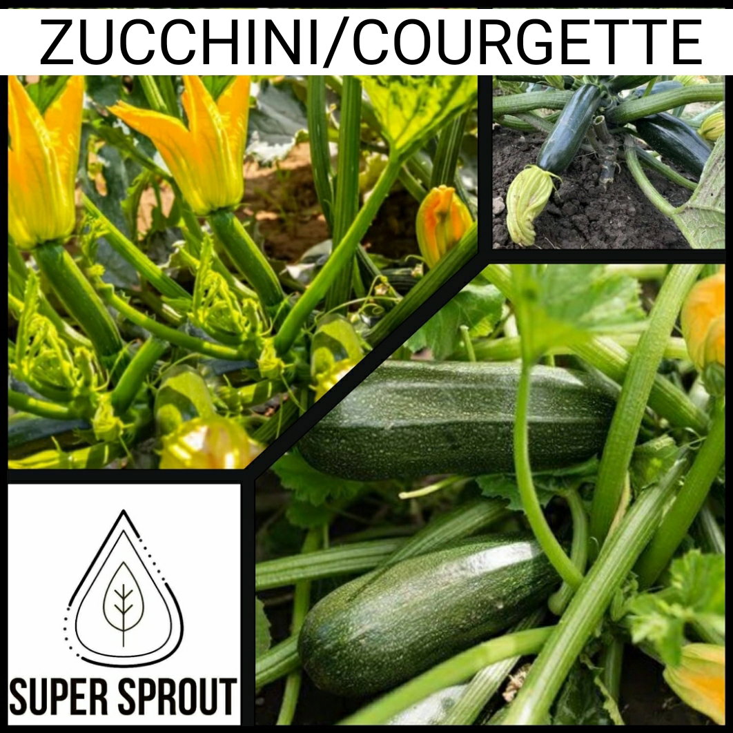 🥒GREEN BUSH ZUCCHINI 🥒 x 10 seeds_3