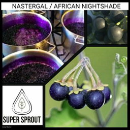 🍒NASTERGAL/AFRICAN NIGHTSHADE 🍒 x 20+ seeds