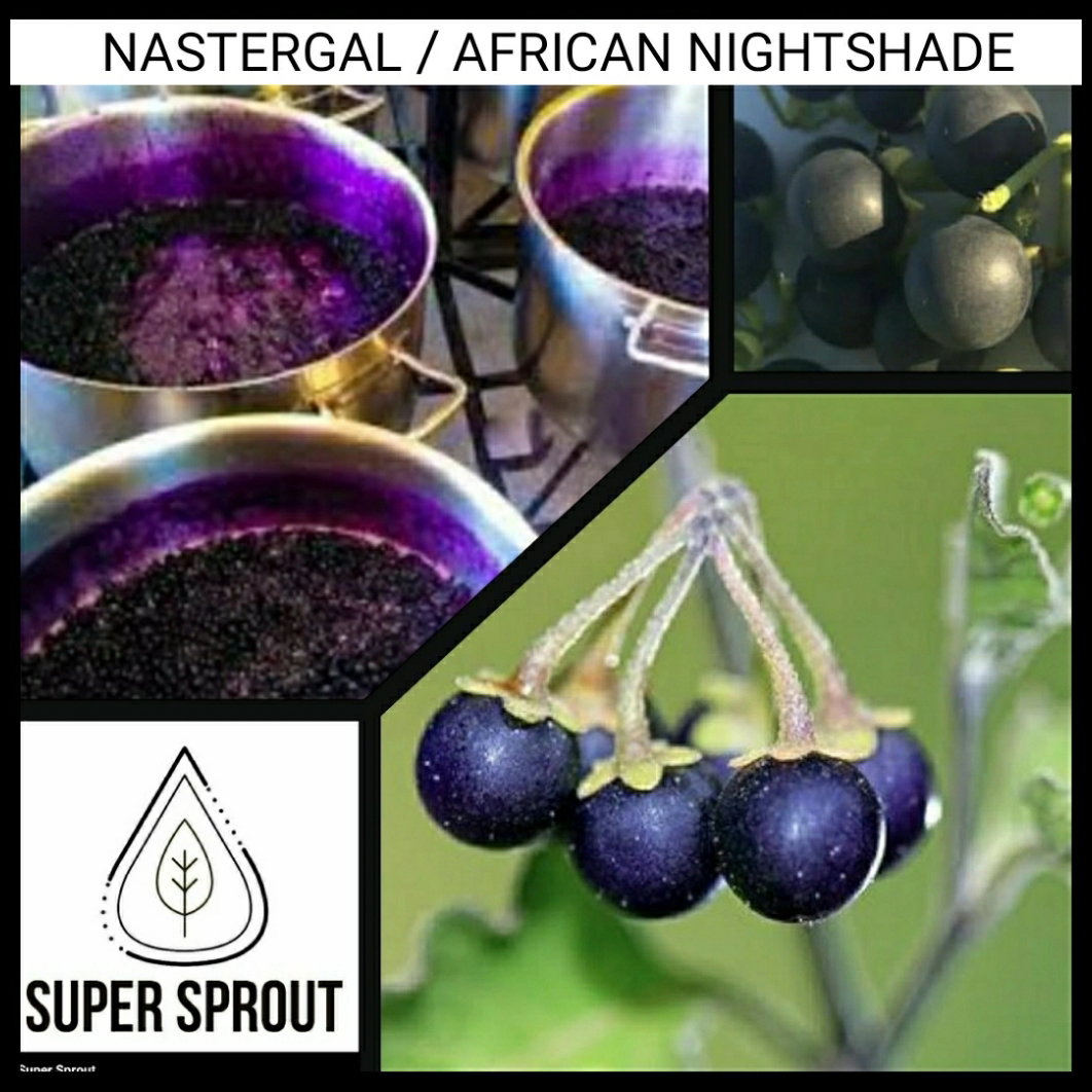 🍒NASTERGAL/AFRICAN NIGHTSHADE 🍒 x 20+ seeds_1