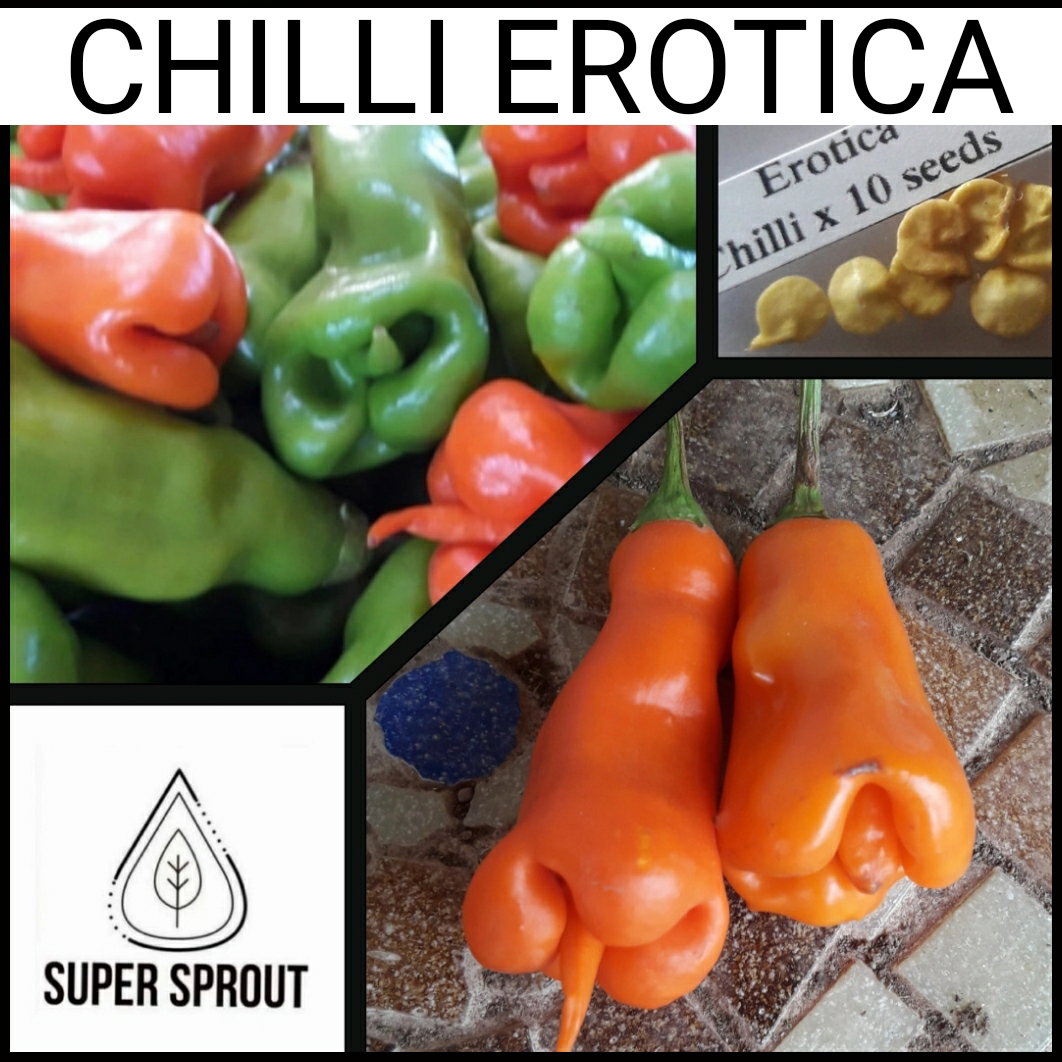 EROTICO CHILLI PEPPER  X 10+ organic seeds_1