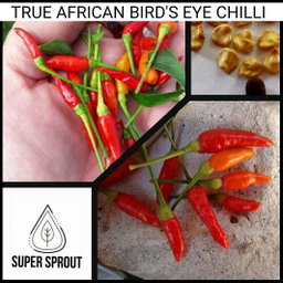 🌶AFRICAN BIRDSEYE CHILIES🌶 x 10+ organic seeds