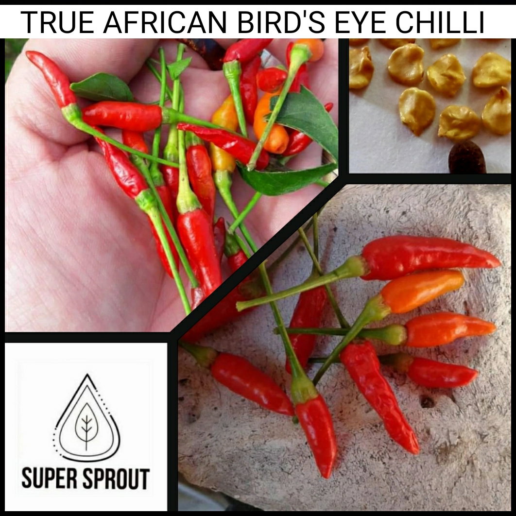 🌶AFRICAN BIRDSEYE CHILIES🌶 x 10+ organic seeds_3