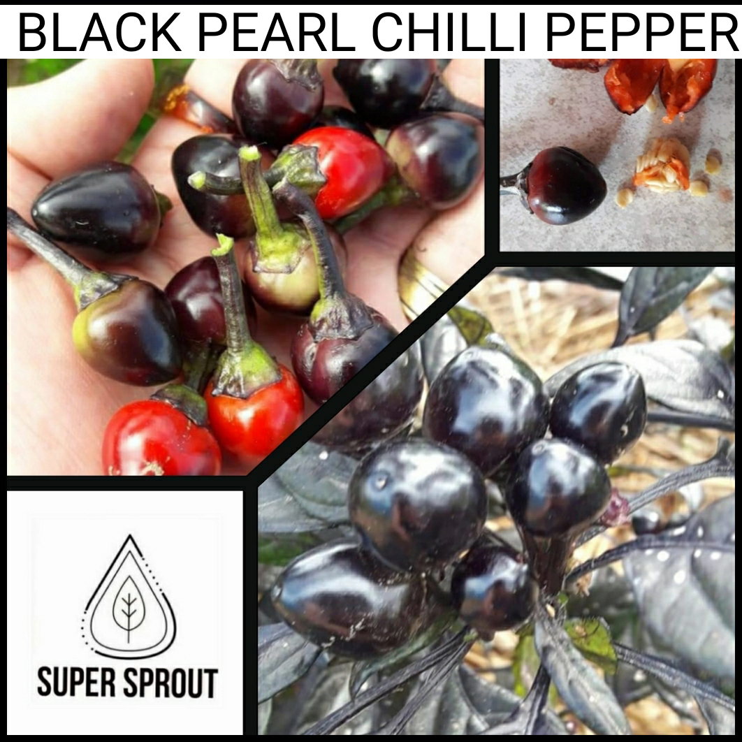 🌶BLACK PEARL CHILLI🌶 x 10+ organic seeds_2