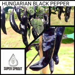 HUNGARIAN BLACK CHILLI PEPPER x 10+ organic seeds