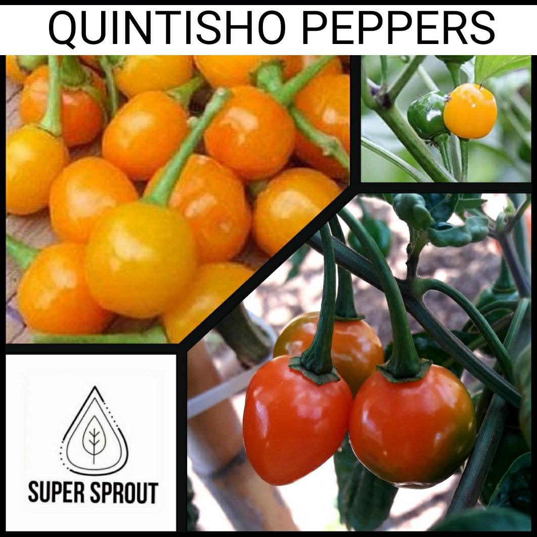 🌶QUINTISHO PEPPERS🌶 x 10+  organic seeds_2