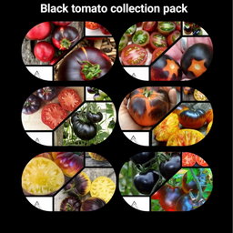 🎁BLACK TOMATO COLLECTION PACK🎁 x 6 individually packed