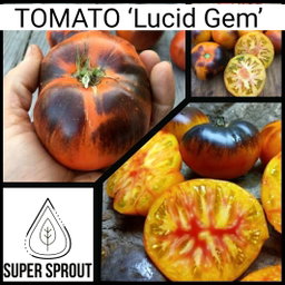 🎁BLACK TOMATO COLLECTION PACK🎁 x 6 individually packed