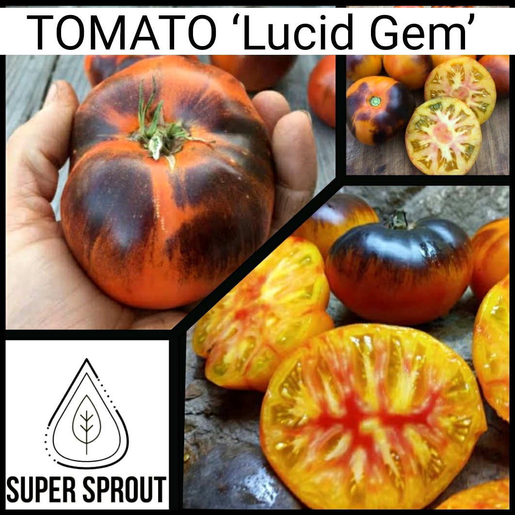 🎁BLACK TOMATO COLLECTION PACK🎁 x 6 individually packed_3