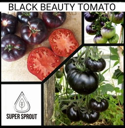 🎁BLACK TOMATO COLLECTION PACK🎁 x 6 individually packed