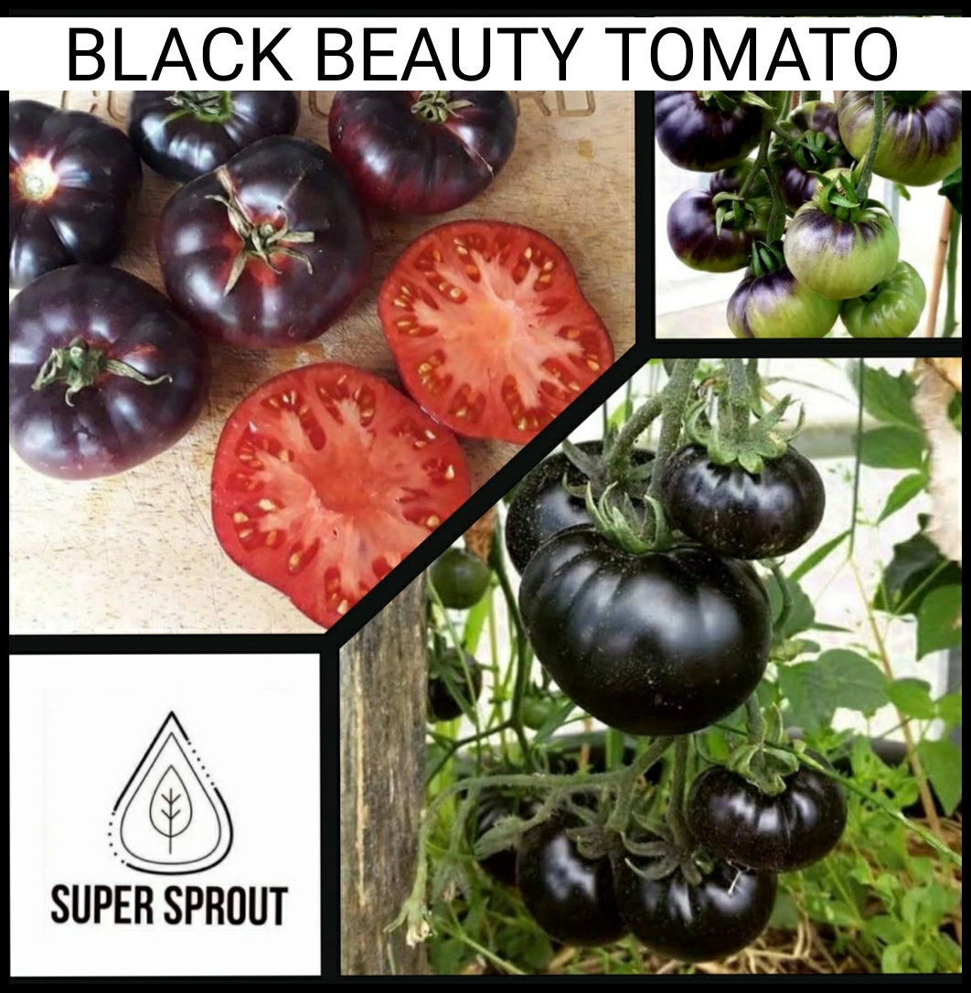 🎁BLACK TOMATO COLLECTION PACK🎁 x 6 individually packed_1