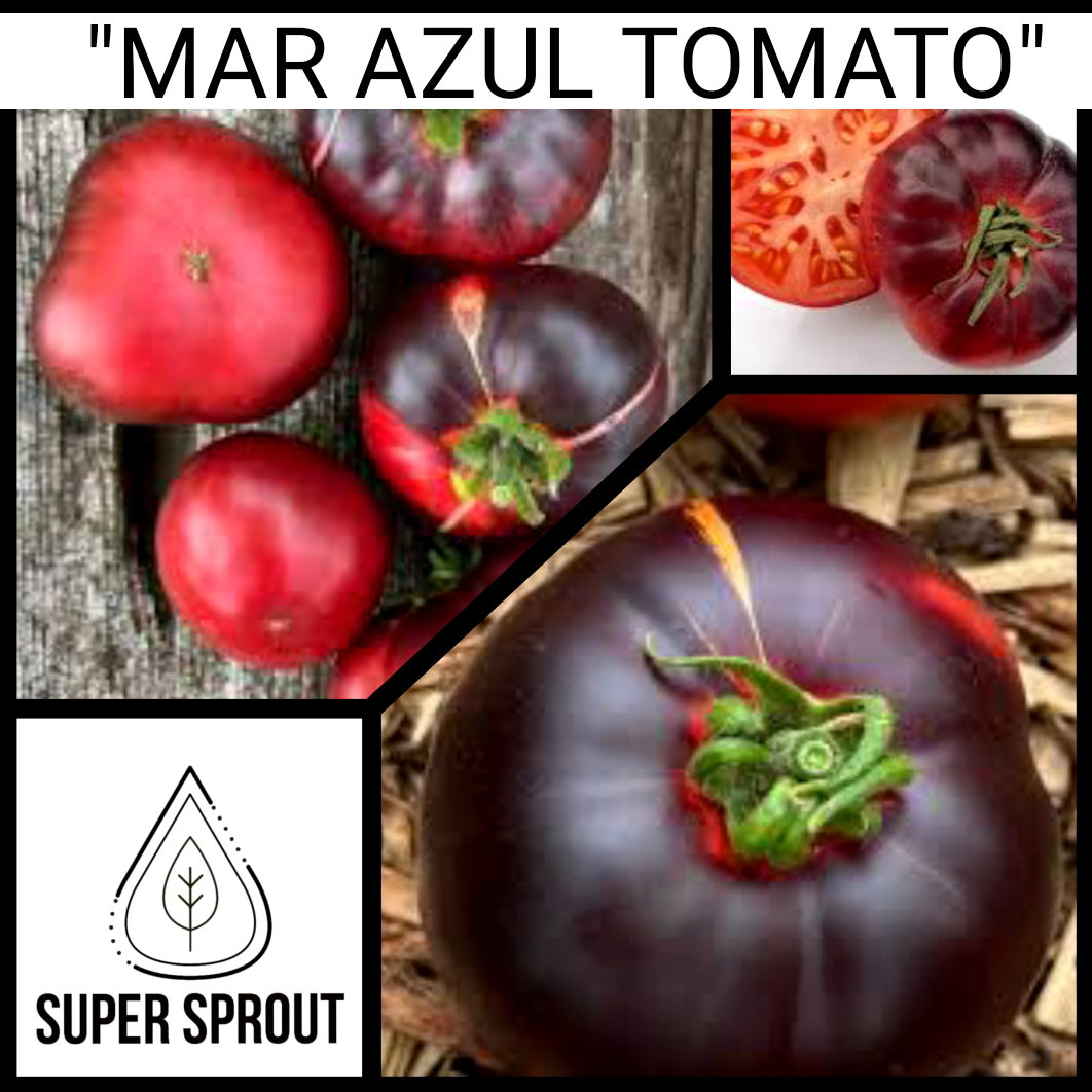 🎁BLACK TOMATO COLLECTION PACK🎁 x 6 individually packed_4