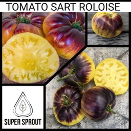 🎁BLACK TOMATO COLLECTION PACK🎁 x 6 individually packed