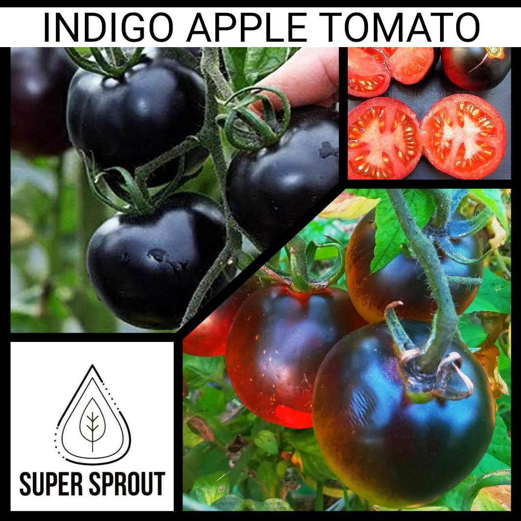 🎁BLACK TOMATO COLLECTION PACK🎁 x 6 individually packed_6
