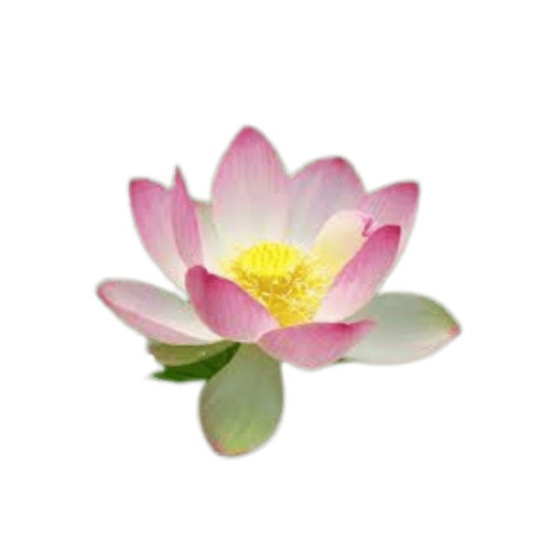LOTUS  (250G)_0