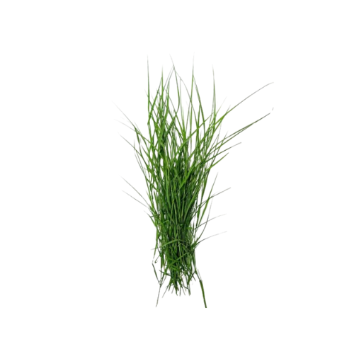 ARUGAMPUL (GRASS)  (250G)_0
