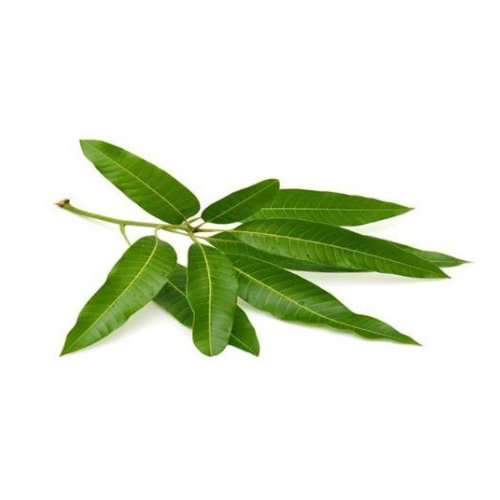 MANGO (MAA) LEAVES  (500G)_0