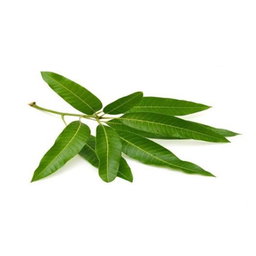 MANGO (MAA) LEAVES  (500G)