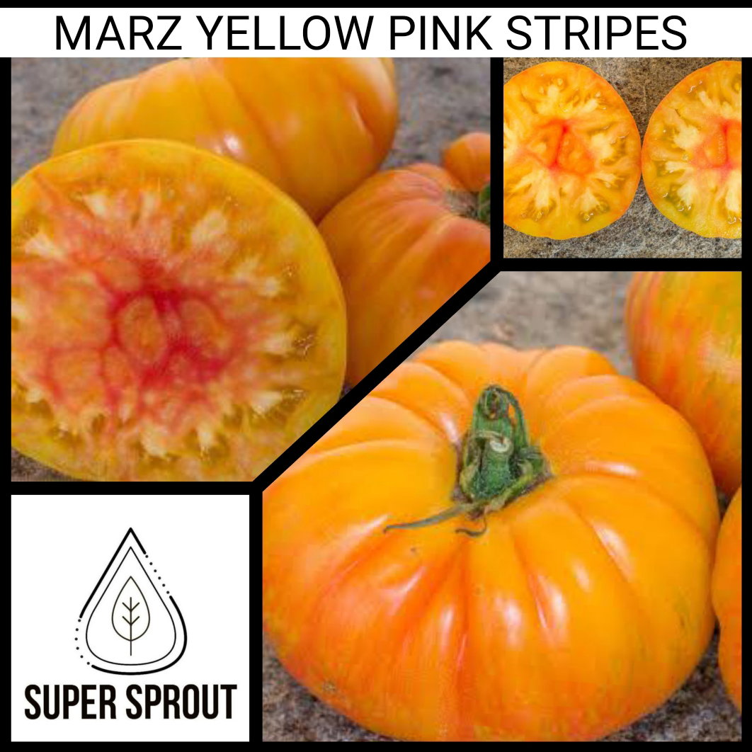 🍅MARZ YELLOW PINK STRIPE BEEFSTEAK🍅 x 15 organic seeds_4