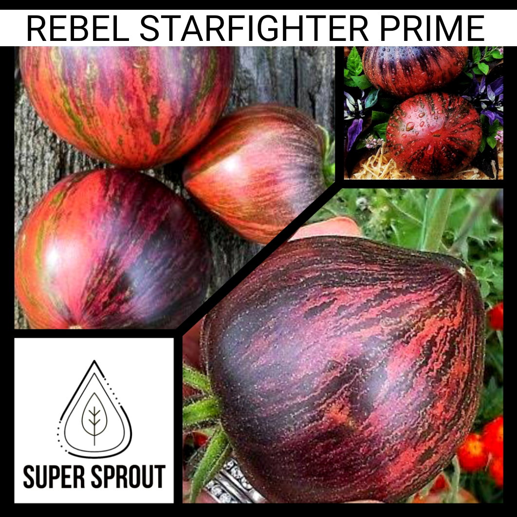 🍅REBEL STARFIGHTER PRIME TOMATO🍅 x 10 organic seeds_3