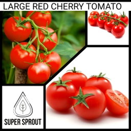 🍅LARGE RED CHERRY TOMATO🍅 x 15 seeds