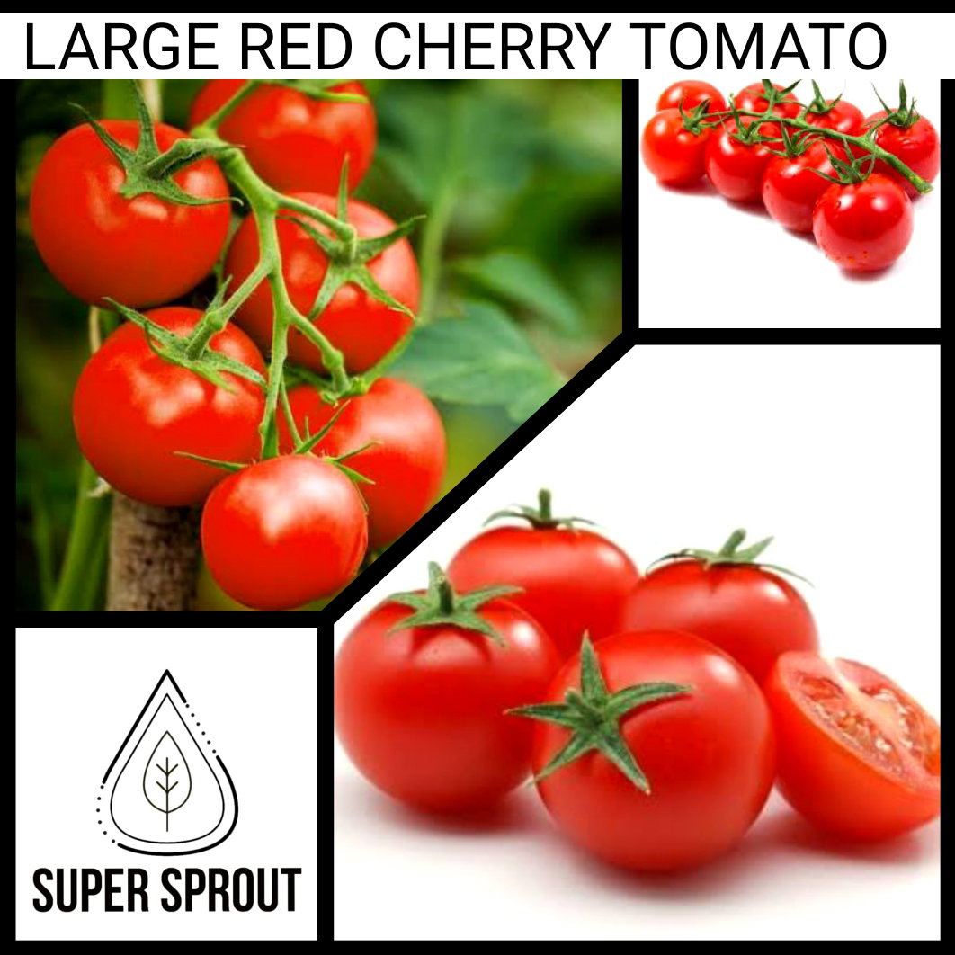 🍅LARGE RED CHERRY TOMATO🍅 x 15 seeds_2